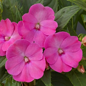 Impatiens Compact Lilac SunPatiens